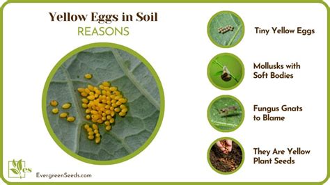 Yellow Eggs In Soil? Here’s What They Mean and What To Do - Evergreen Seeds