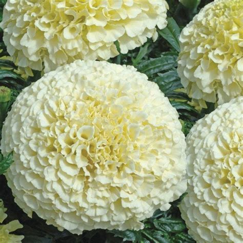 20 Rare White Large Marigold Flower Seeds Alaska Organic | Etsy