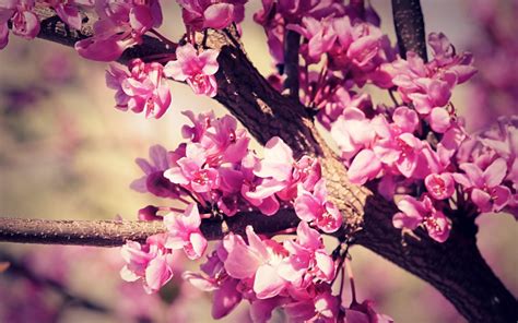 Peach tree bloomed with pink fuschia flowers HD Wallpaper | Home of Wallpapers | Free download ...