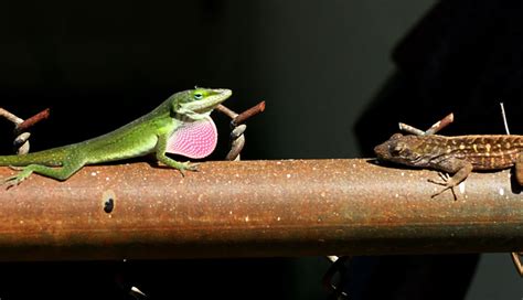 Green Anole Displays at Brown Anole | Anole Annals