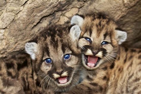 Cougar Cubs Make their Debut – M'Online