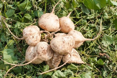 What is Jicama? How to Plant, Grow, and Harvest Jicama Root - Gardeners ...