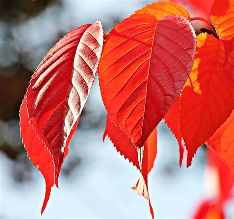 Image libre: usine automne, de la feuille, nature, rouge, branche d’arbre, rouge,