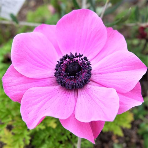 Anemone Rosea Bulbs | Pink Anemone with Black Center – Easy To Grow Bulbs