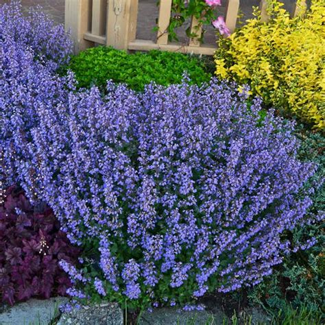 Catmint – How to Grow & Care for Nepeta | Garden Design