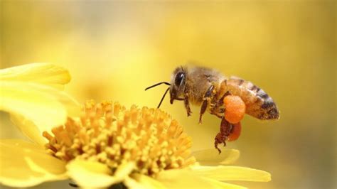 honey, Bee, Pollinating, Flower, Yellow Wallpapers HD / Desktop and ...