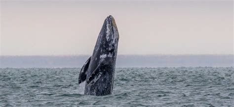 Gray Whale | The Marine Mammal Center