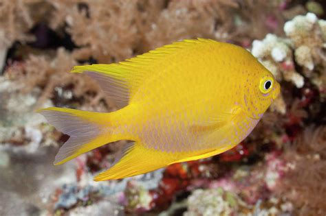 Golden Damsel Fish On A Tropical Coral Photograph by Jeff Hunter