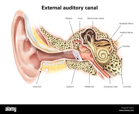 External auditory canal of human ear (with labels Stock Photo - Alamy