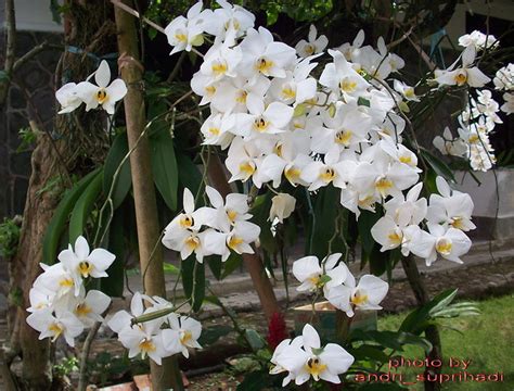 anggrek bulan putih (phalaenopsis amabilis - white) - a photo on Flickriver