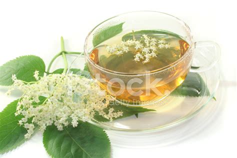 Elderflower Tea Stock Photo | Royalty-Free | FreeImages