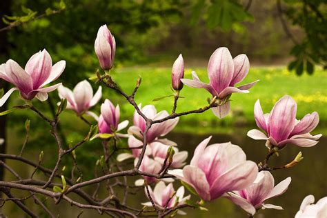 Blooming Magnolia Tree Photograph by Danuta Antas Wozniewska - Fine Art ...