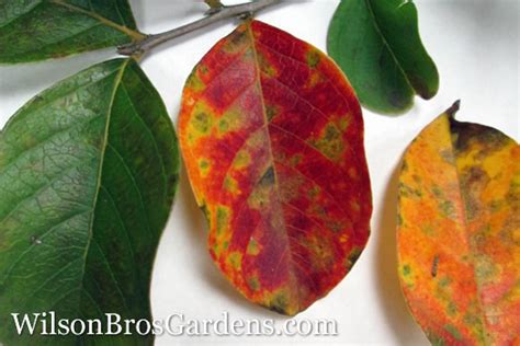 Causes For Crape Myrtle Leaves Turning Red With Black Spots - Wilson ...