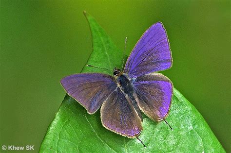 Butterflies of Singapore: Butterfly of the Month - February 2012