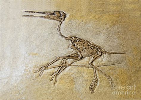 Pterosaur Fossil Photograph by Millard H. Sharp - Pixels