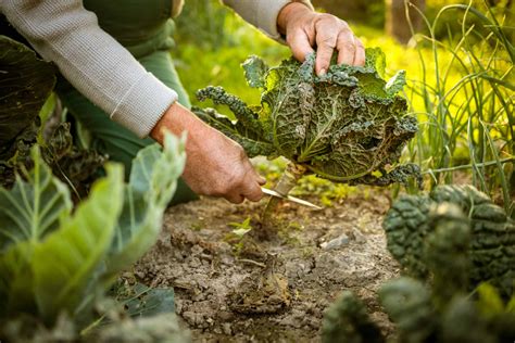 How to Harvest and Store Cabbage -- Harvest to Table