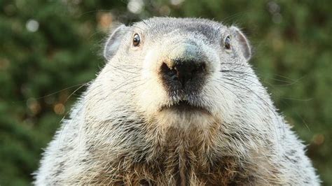 How to watch Groundhog Day 2023: live stream Punxsutawney Phil and his ...