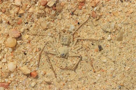 Six Eyed Sand Spider Facts (and photos) - The Spider Blog