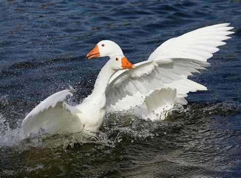 Domesticated Geese Fighting Photograph by John Devries/science Photo Library - Pixels