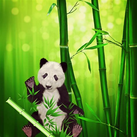 Download Panda Bear, Panda, Animal. Royalty-Free Stock Illustration ...