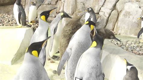 New King Penguins At KC Zoo - YouTube