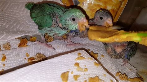 Breeding Parrotlets info - YouTube