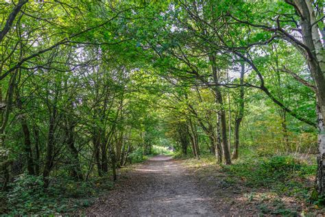 13 of the Best Fairytale Forests in the UK