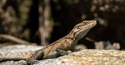 Agama Lizard - A-Z Animals