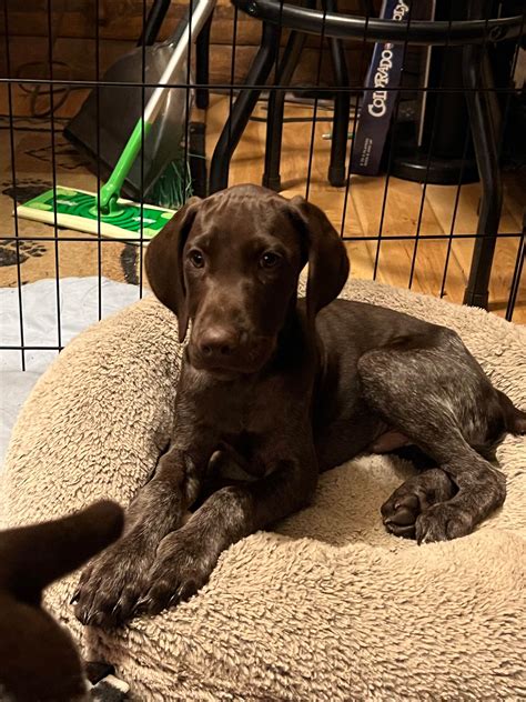 German Shorthaired Pointer Puppies For Sale In Colorado