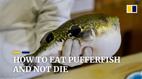 Are All Puffer Fish Dangerous To Eat? The 19 Top Answers - Chambazone.com