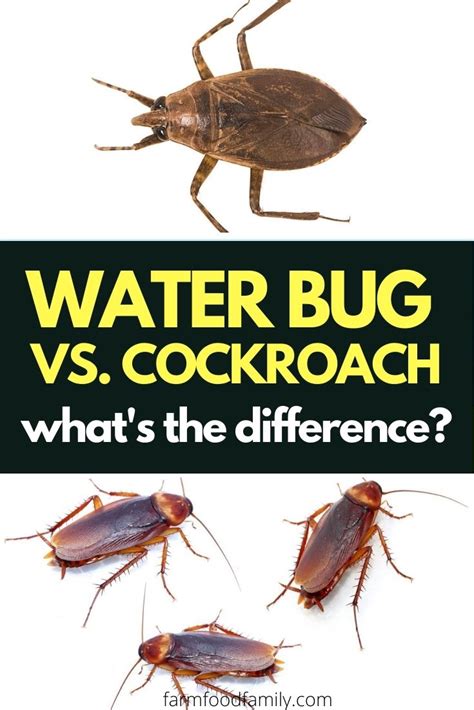 Water bugs vs Cockroaches: What Are The Similarities and Differences?