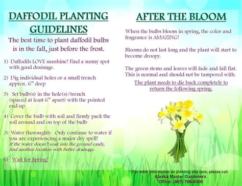 FREE Daffodil Bulbs and planting guide | KVAK is your hometown radio ...