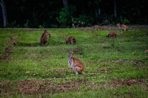 Are the Atherton Tablelands in Queensland Worth A Visit? | Atherton tablelands, Australia travel ...