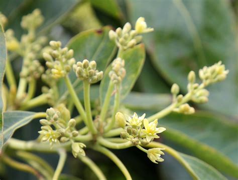 California Avocado Trees, Avocado Flowers in Bloom - California Avocados