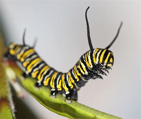 Fungus 'pharmacist' can cure (or kill) butterflies - Futurity