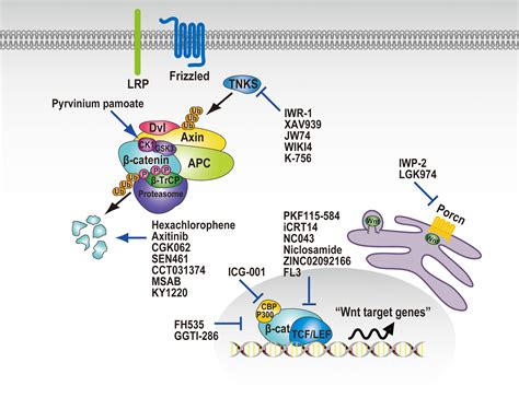 Discovery of chemical probes that suppress Wnt/β‐catenin signaling through high‐throughput ...