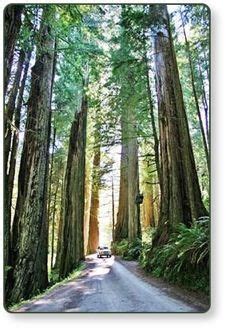 The Redwoods RV Resort - Your Redwood National Forest Campground | Rv parks and campgrounds ...