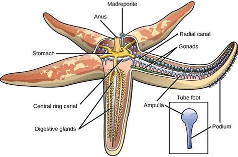 Labelling of starfish an diagram of it - Brainly.in