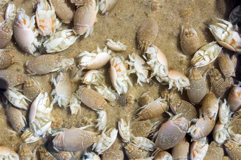 Jumbo Sand Fleas: จะหาพวกมันได้ที่ไหน (และอย่างไร) | Newagepitbulls