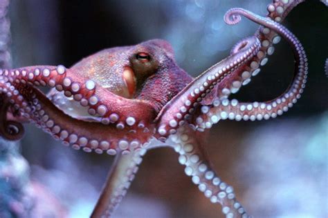 Visit Pumpkin the baby octopus at Brighton Sealife | Discover Animals