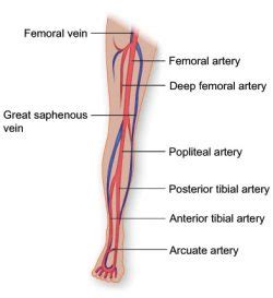 Vasculature of the Leg | The Texas Heart Institute®