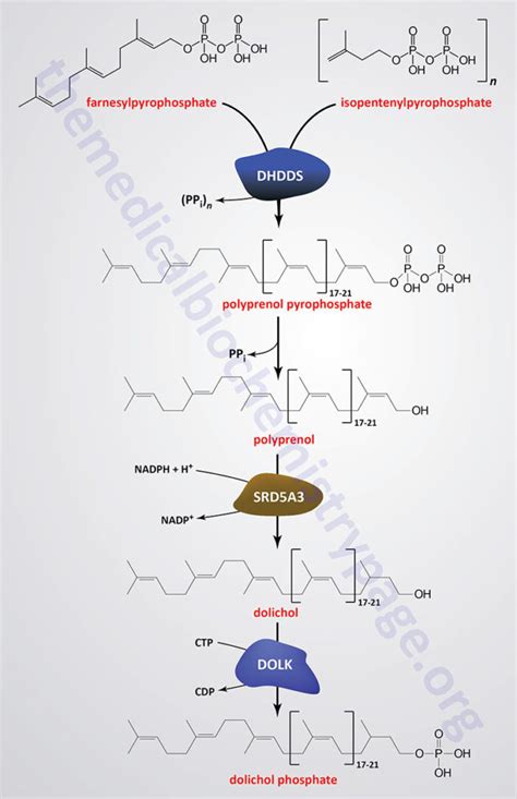 Cholesterol: Synthesis, Metabolism, and Regulation | The Medical Biochemistry Page