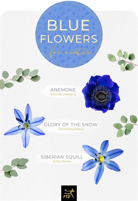 30 Types of Blue Flowers - FTD.com | Blue flower names, Types of blue ...