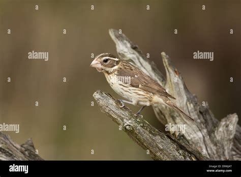 Female rose-breasted grosbeak Stock Photo - Alamy