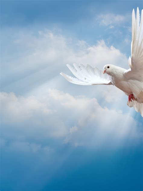 Free download Wallpaper dove peace sky pigeon white sunrays white dove bird [6000x4000] for your ...