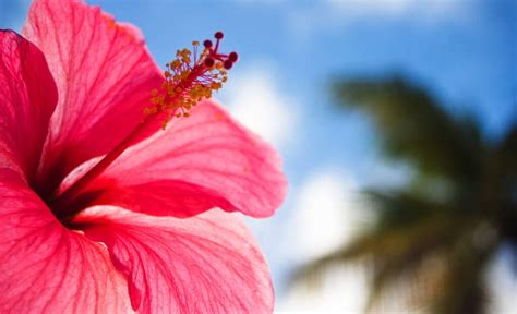 Caribbean Flowers And Their Names | Best Flower Site