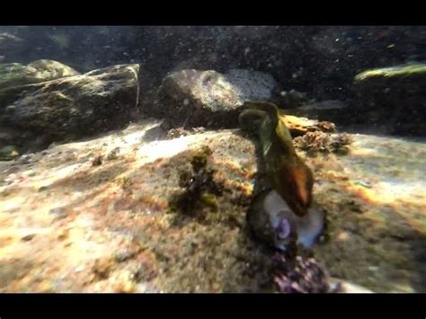 MORAY EEL ATTACK THE CAMERA - YouTube