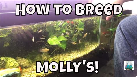 How To Breed Molly's Breeding Molly fish For Profit Aquarium Fish Room VLOG - YouTube