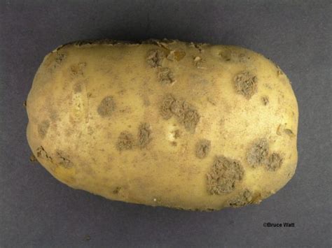 Potato - Common Scab - Cooperative Extension: Insect Pests, Ticks and Plant Diseases ...