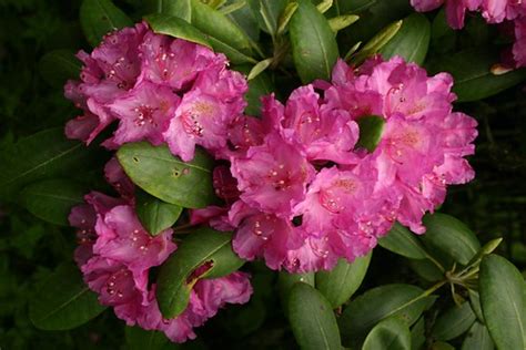 Rhododendron Blooms at Roan Mountain. | Doug Bradley | Flickr
